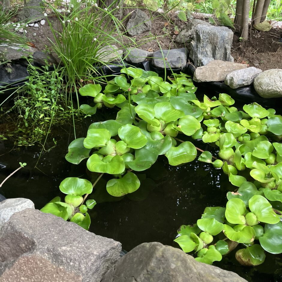 庭の池
